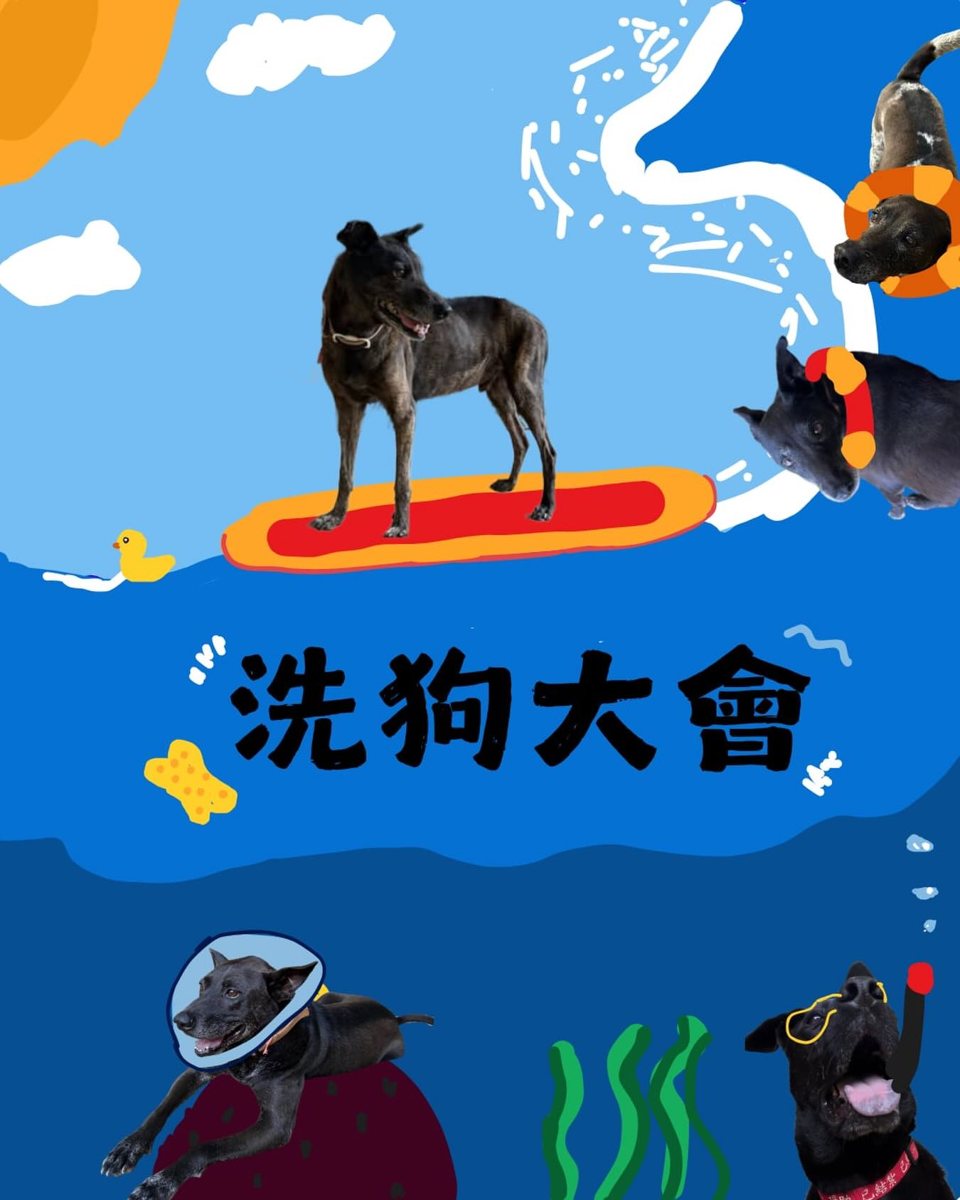洗狗大會 活動海報